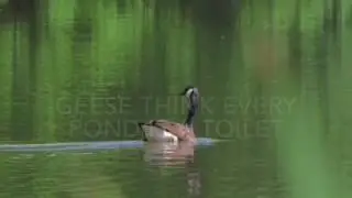 Annoying birds of Central Massachusetts                             By George Barnes