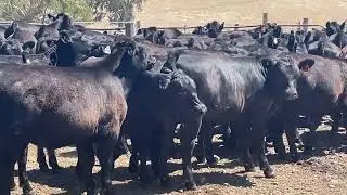 DW Taylor Steers 2
