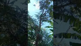HUMMINGBIRD TREE WITH FLOWERS// CORKWOOD TREE/AGATI/KATURAY/vegetables high in iron and protein