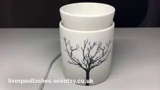 Introducing Scentsy Tilia Warmer - LiverpoolLashes