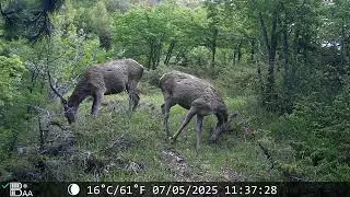 Cerve 🦌 - Cervus elaphus #fototrappolaggio #trailcamera #fototrappola