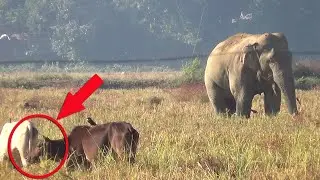 Elephant and Cow Unexpected Encounter | Real Forest Footage From Assam