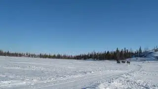 Cai Dog Mushing Trimmed