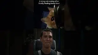Cat Sad Moments - Stray Cat