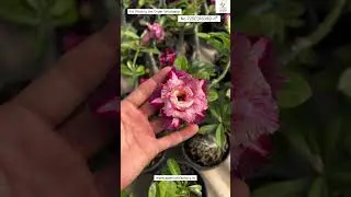 Rare Thailand Imported Latest Adenium Variety Online Sale 🔥 #adenium #plants #flowers #garden