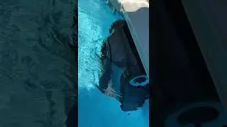 Effortless Pool Cleaning with Aiper Scuba S1 Pro! 🌊✨