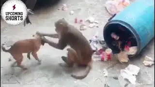 Bandar aur kutta sau hathi ka val #bandar #kutta #pilla #power #takat #fight #winning #funny #comedy