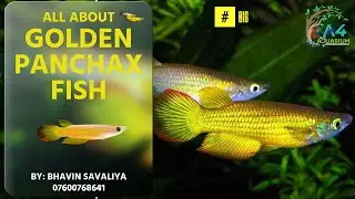 All About GOLDEN PANCHAX FISH ||Golden Wonder Panchax / Killifish Fish ||Guide & Care | #fish