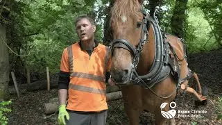 Roy the Horse: Essex County Council's Sustainable Star in Climate Action