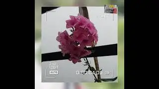 kumauni whatsapp status video editing by Akhil dhanki photography
