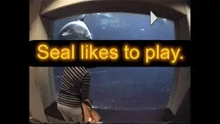 Seal likes to play