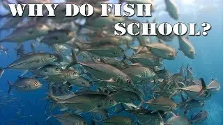 Why Do Fish School? | BLUE WORLD ACADEMY