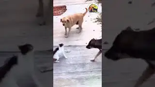 CatVsDog, #EpicBattle, #PetShowdown, #FunnyAnimals, #LoneCat, #DogDuo, #AnimalFight, #PetAntics