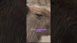 Capybaras: The Surprisingly Social Rodents That Make Friends with Predators