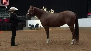 Half Arabian Mares In Hand