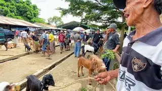 Pasaran Harga Kambing 200 ribuan Cempe Bakalan Murah Kambing Jawa Pasar Hewan Muntilan Magelang 2026