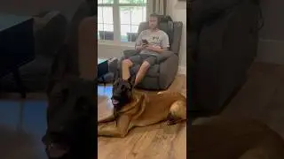Whiskey zawsze jest gotowa pom&oacute;c #smartdog #belgianmalinois #doghelp #dogmom