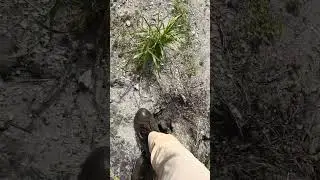 Iguana Burrows are Destroying Florida's Canals!