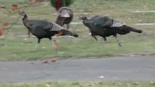 Turkeys Chase Round and Round