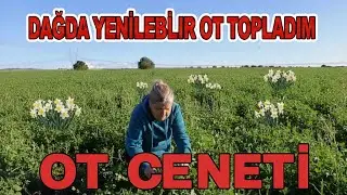 GÖRÜNCE MUTLAKA TOPLAYIN 🌿  BU OTLARDAN ŞİFA FIŞKIRIYOR 