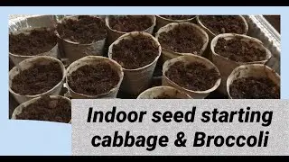 Starting seeds Indoors - Cabbage and Broccoli | Telugu USA