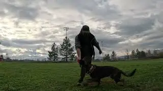 Eddie Hayes & Red working Engagement and Heeling (sponsored by Obedibites.com) ￼