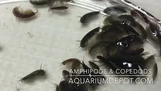 Amphipods & Copepods