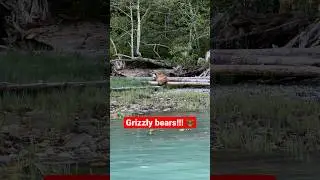 We found GRIZZLY BEARS 🐻 #boatlife #grizzlies #wildlife  #britishcolumbia #travel #explorebc #wild