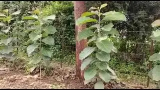 Teak tissue culture plants available and all fruits plant's available mo no 7499218272