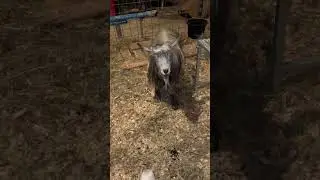 Morning Check-In On Baby McGregor.#babygoat #farmlife #faintinggoats