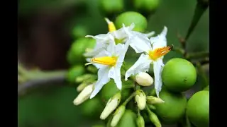 TALONG - TALONGAN (Solanum Incanum)