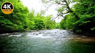 A clear river flows through a lush green forest, bringing deep relaxation in the heart of nature 🌿💧