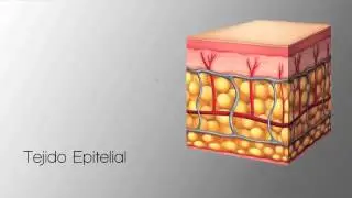 Biolog&iacute;a Humana