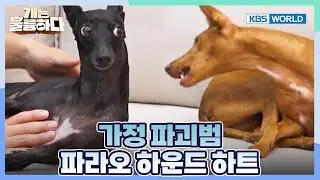Not All Hounds Behave the Same🤨 [Dogs Are Incredible:Ep.1-2] | KBS WORLD TV 251118