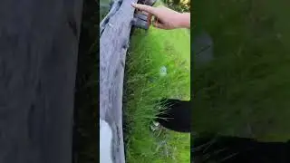 Adventure Cat POV: part 2. Atlas is exploring one of his favorite campsites in Colorado
