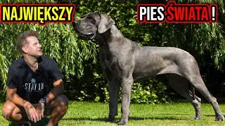 CIEKAWOSTKI O HODOWLI DOGA NIEMIECKIEGO W DOMU