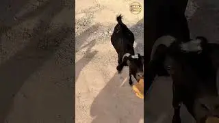 Watch These Mountain Goats Get Fed! #Shorts