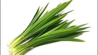 Pandan