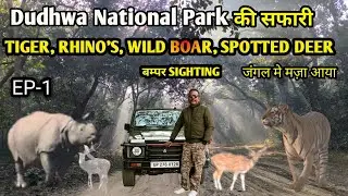 DUDHWA NATIONAL PARK की सफारी | wild life jungle #wildlife #dudhwanationalpark 