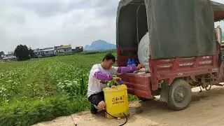 煊爸今天不做奶爸，去给玉米打除草剂，你们家也是这样除草的吗？ #记录真实农村生活 #除草 #农村种植 #干农活 #三农