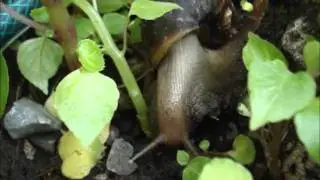 CARACOL o HELIX  en su HABITAD - d Lit&acute;s