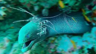 EEL & PRAWN Are Best Friends! (Rare Footage Captures Eel Chilling With Prawn)