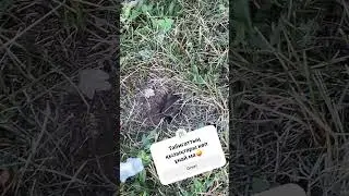 Интересные#факты#о природе #naturesvoice #биология