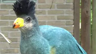 Great Blue Turaco