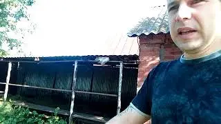 1 шаг : покупка телят.