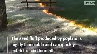 Science Stuff w/ Dr. L - Poplar Seed Fluff Fire