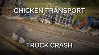 Was the driver of this chicken transport truck looking at his phone when he crashed?