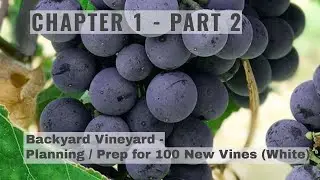 Chapter 1 - Part 2 - Backyard Vineyard Planning & Prep for Planting (100) New White Grape Vines