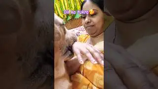 Coco's masti😍#music #song #bollywood #shortvideo #dogowner #labrador #coco #doglover #dogs #trending