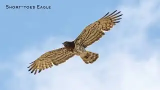 Ebro Delta Birding Experience Tour - Catalonia - Spain - Ebro Delta Birding